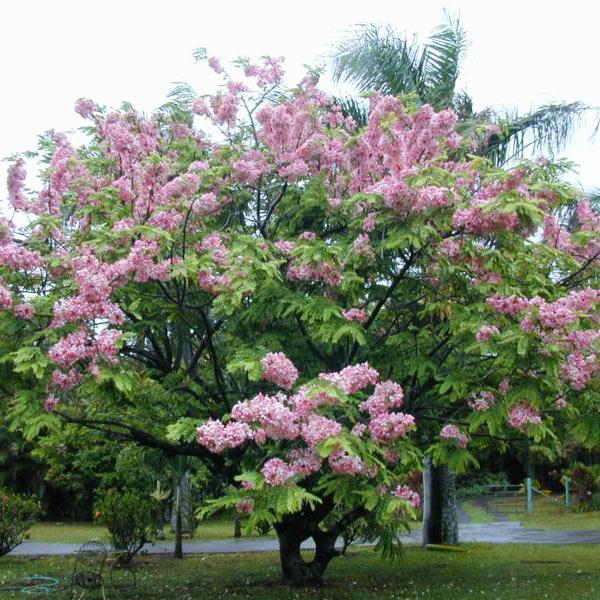 Lagerstroemia Speciosa - 0.5 kg Seeds - Image 2