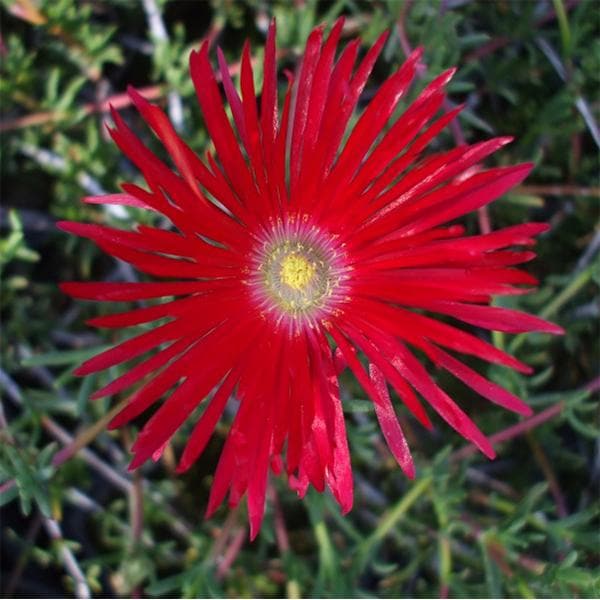 Lampranthus - Succulent Plant - Image 2