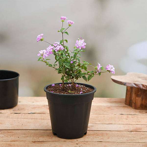 Lantana camara (Any Color) - Plant