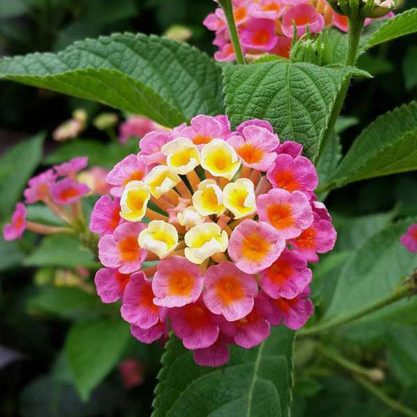 Lantana camara (Any Color) - Plant - Image 2
