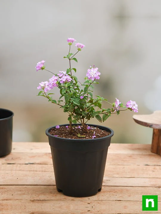 Lantana camara (Lavender) - Plant - Image 2