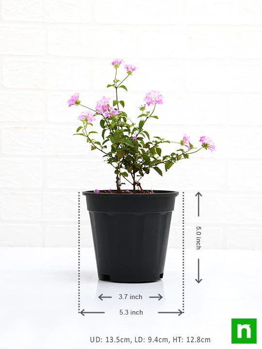Lantana camara (Lavender) - Plant - Image 3
