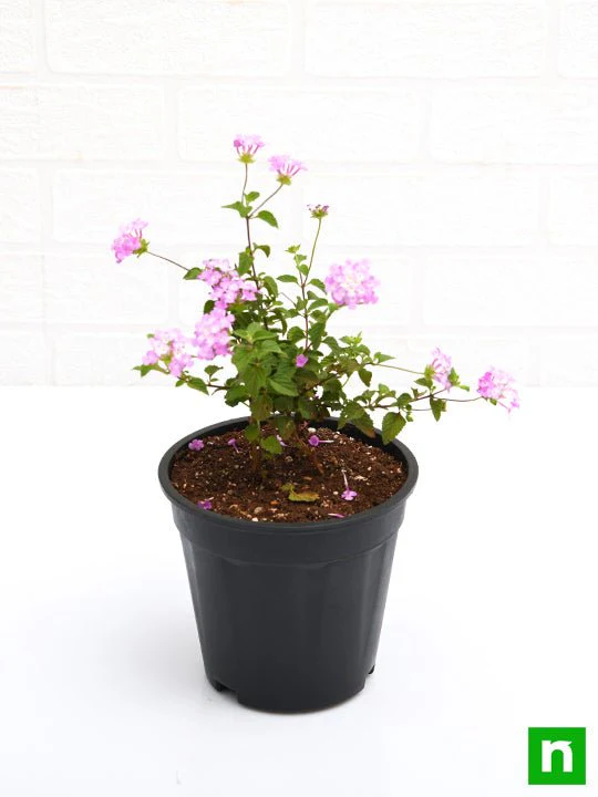Lantana camara (Lavender) - Plant - Image 4