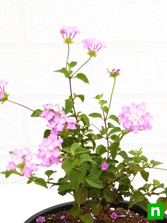 Lantana camara (Lavender) - Plant - Image 5