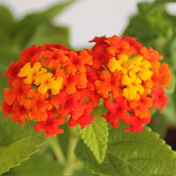 Lantana camara (Red, Haldi Kumkum) - Plant