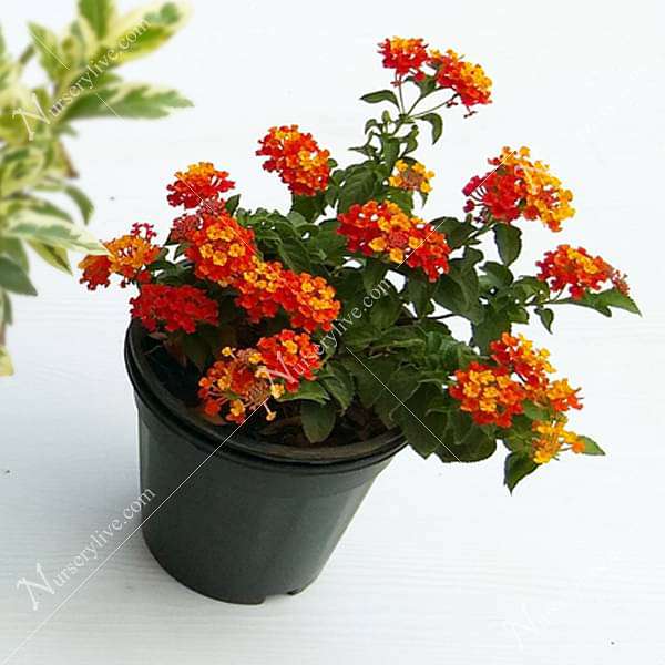 Lantana camara (Red, Haldi Kumkum) - Plant - Image 2