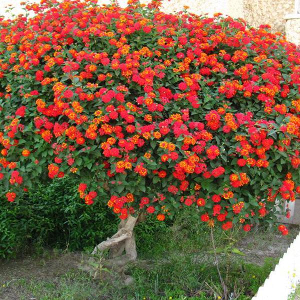 Lantana Camara - 0.5 kg Seeds - Image 2