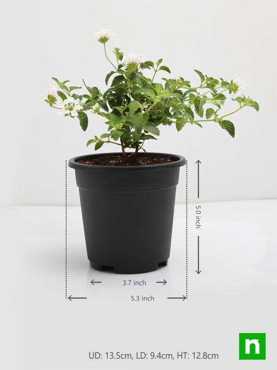 Lantana camara (White) - Plant - Image 3