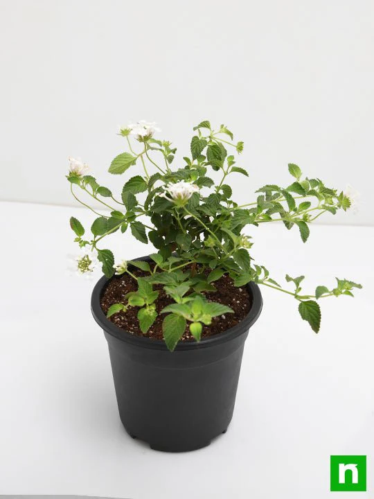 Lantana camara (White) - Plant - Image 4