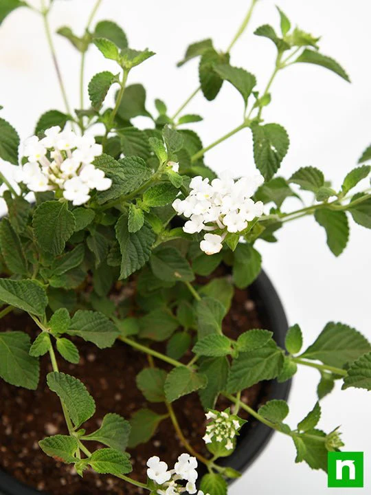 Lantana camara (White) - Plant - Image 5