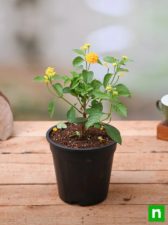 Lantana camara (Yellow) - Plant - Image 2
