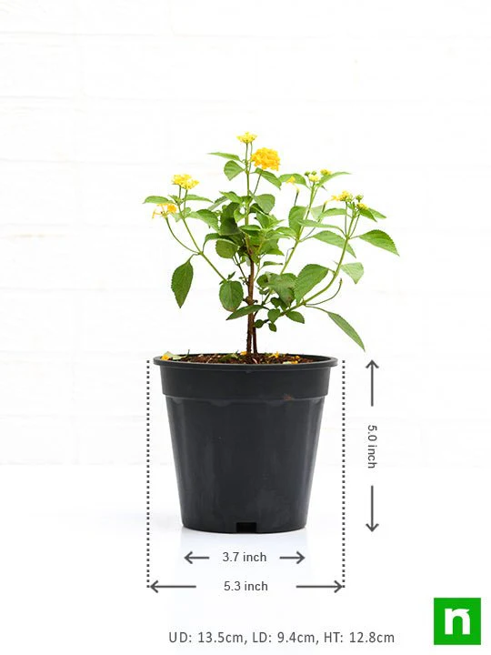 Lantana camara (Yellow) - Plant - Image 3