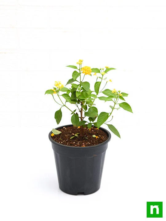 Lantana camara (Yellow) - Plant - Image 4