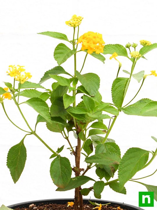 Lantana camara (Yellow) - Plant - Image 5