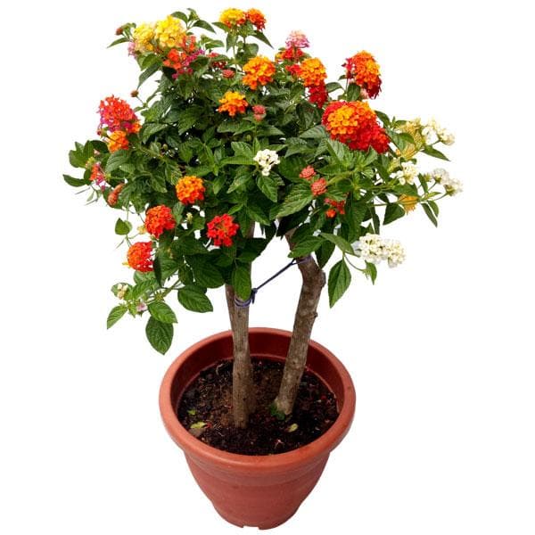Lantana (Variegated, Red, Haldi Kumkum) - Plant