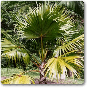 Red Latan Palm, Latania Lontaroides - Plant