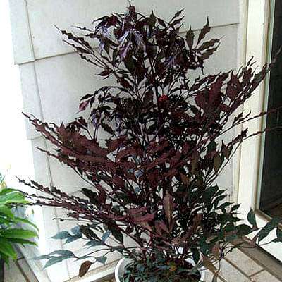 Leea Coccinea, Burgundy Leea - Plant