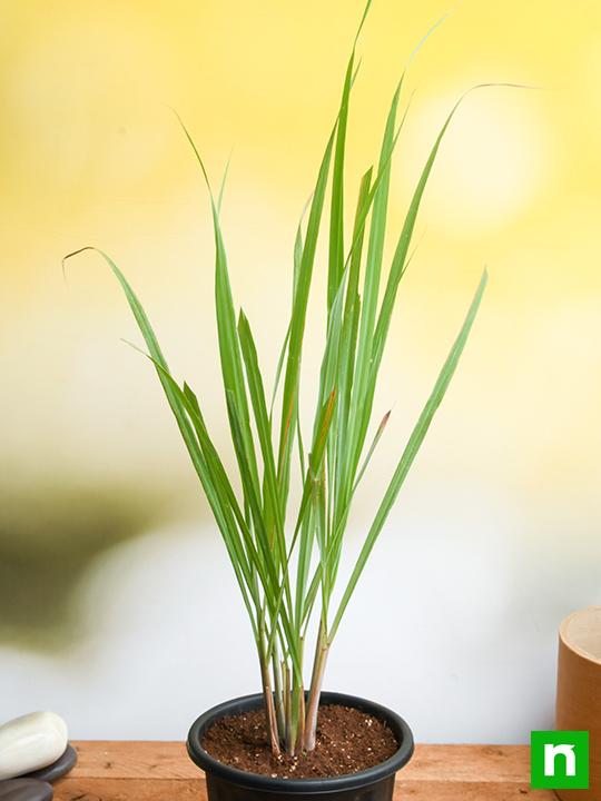 Lemon Grass - Plant - Image 3