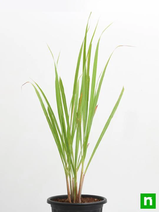 Lemon Grass - Plant - Image 4