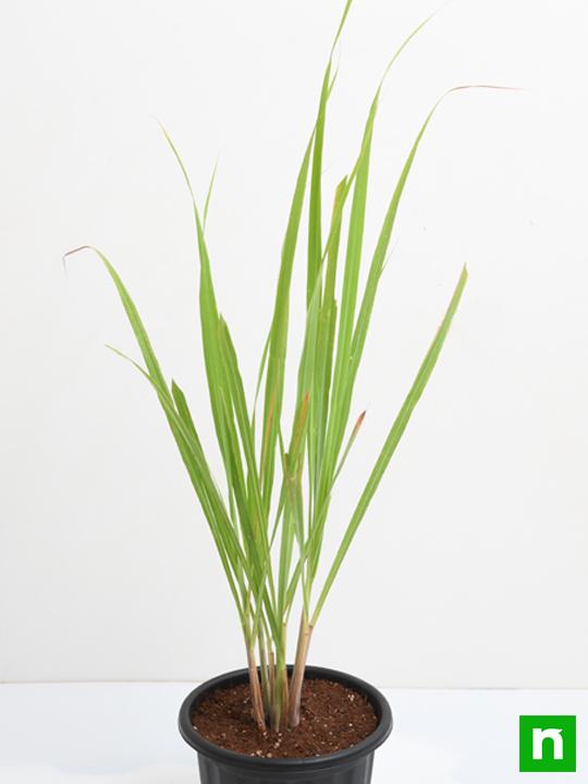 Lemon Grass - Plant - Image 5