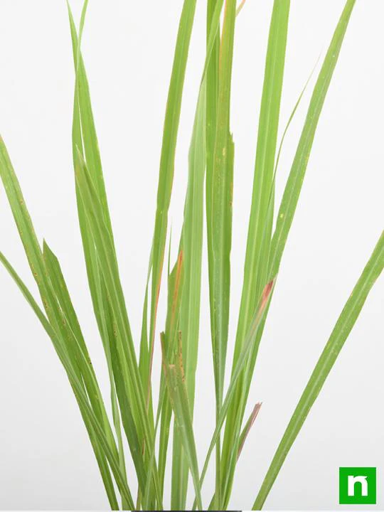 Lemon Grass - Plant - Image 6