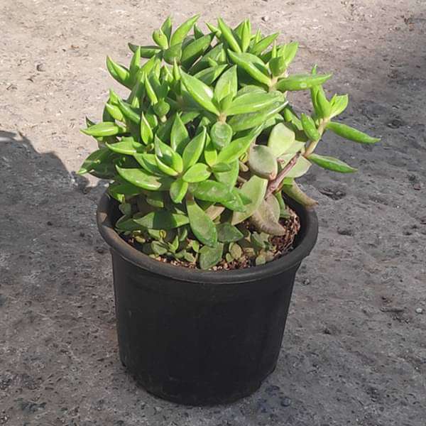Lenophyllum acutifolium - Succulent Plant