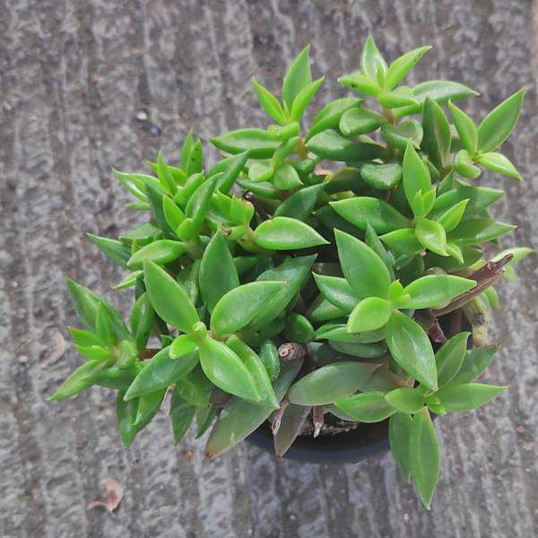 Lenophyllum acutifolium - Succulent Plant - Image 2