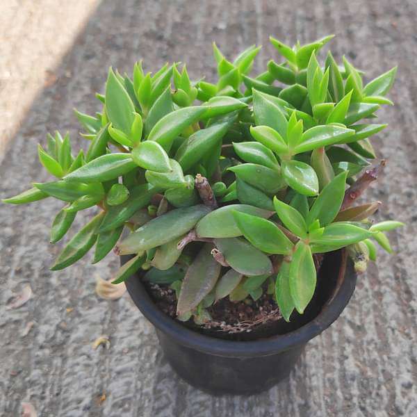 Lenophyllum acutifolium - Succulent Plant - Image 3
