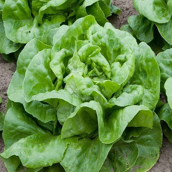 Lettuce Butter Crunch - Organic Vegetable Seeds - Image 2