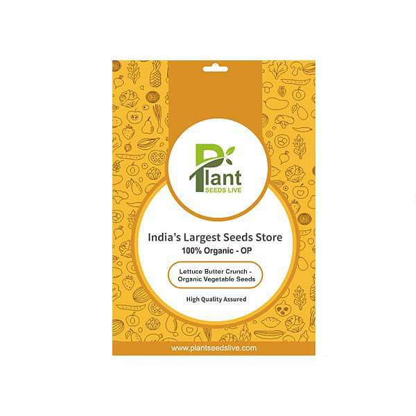 Lettuce Butter Crunch - Organic Vegetable Seeds - Image 3