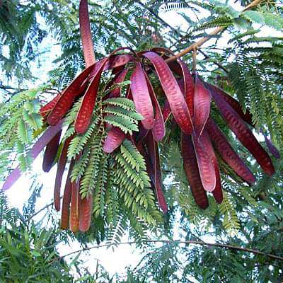 Leucaena Leucocephala, Subabool - Plant