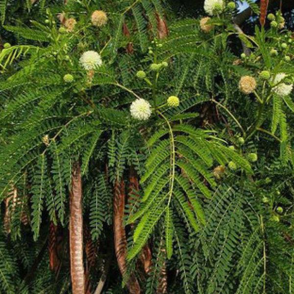 Leucaena Leucocephala, Subabool - 0.5 kg Seeds - Image 2