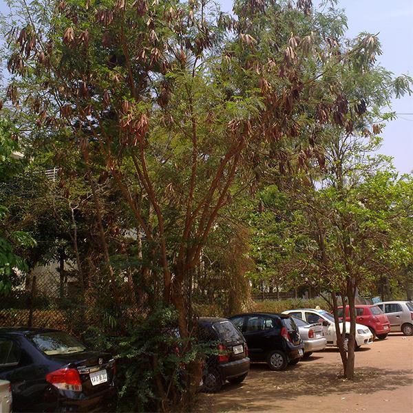 Leucaena Leucocephala, Subabool - 0.5 kg Seeds - Image 3