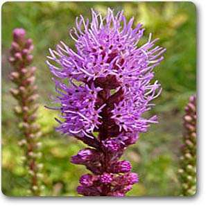 Liatris odoratissima - Plant