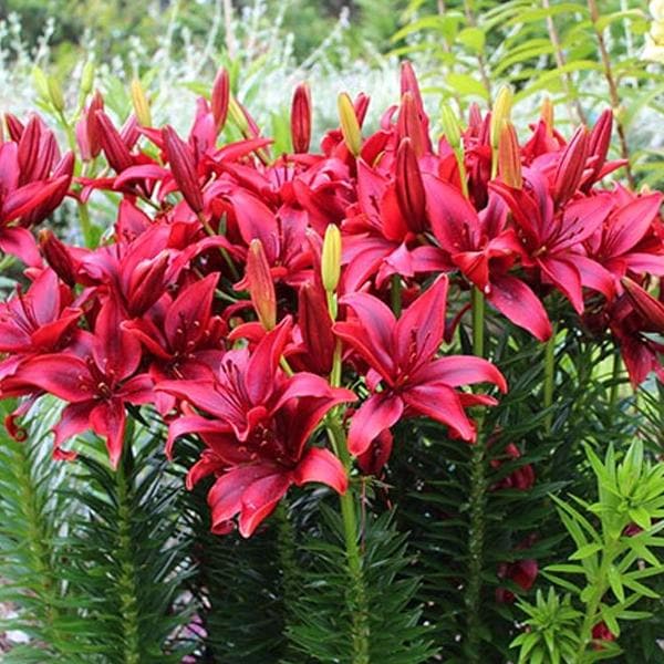 Lilium Blackout (Red, Black) - Bulbs (set of 5)