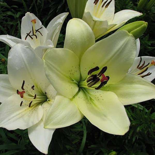Lilium LA Hybrid Ercolano (Cream white) Bulbs (Set of 5)