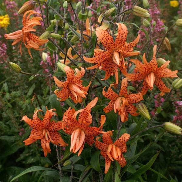 Lilium Lancifolium, Tiger Lily (Mix Color) - Bulbs (set of 5)