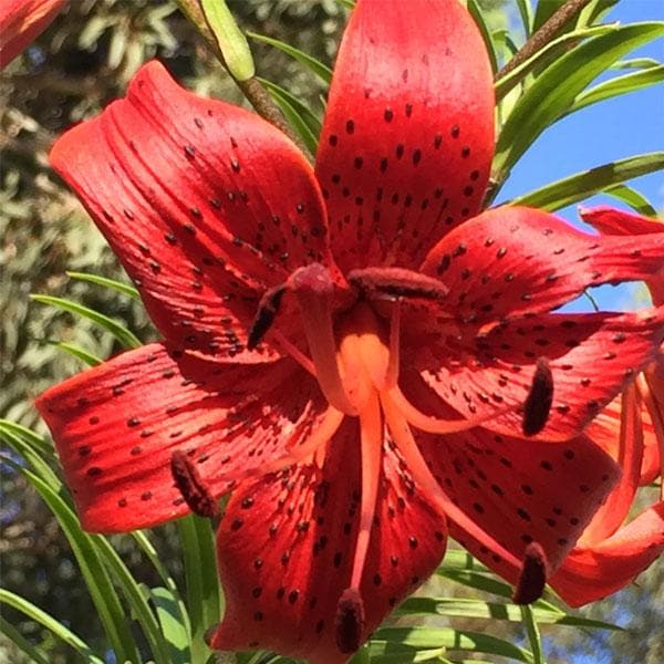 Lilium Lancifolium, Tiger lily ( Red ) - Plant
