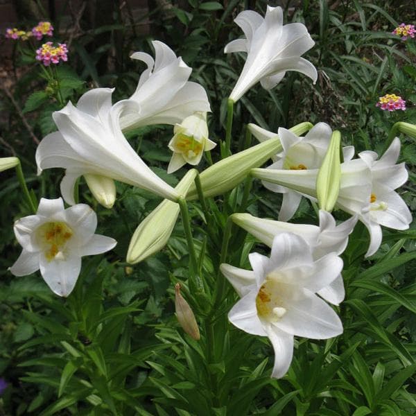 Lilium Longiflorum, Easter Lily (White) - Bulbs (set of 5)