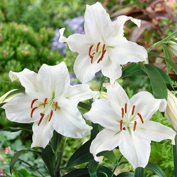 Lilium, Star Lily (White) - Bulbs (set of 5)