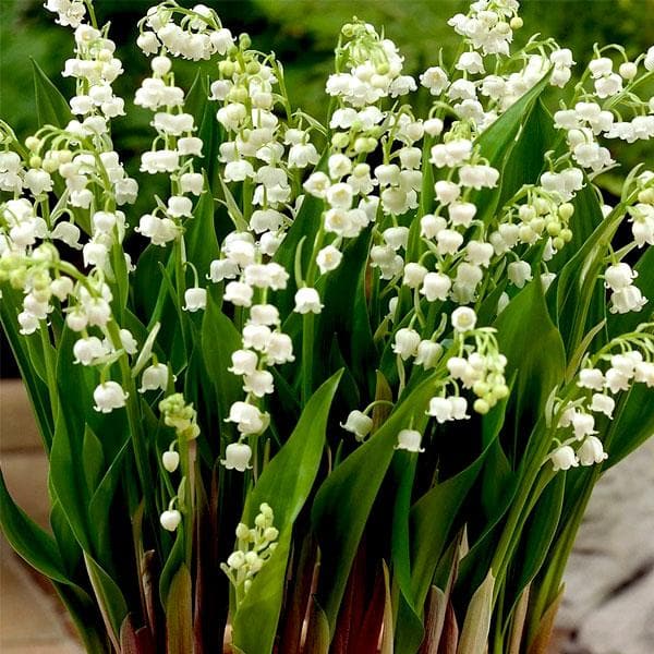 European Lily, Lily of the Valley - Plant