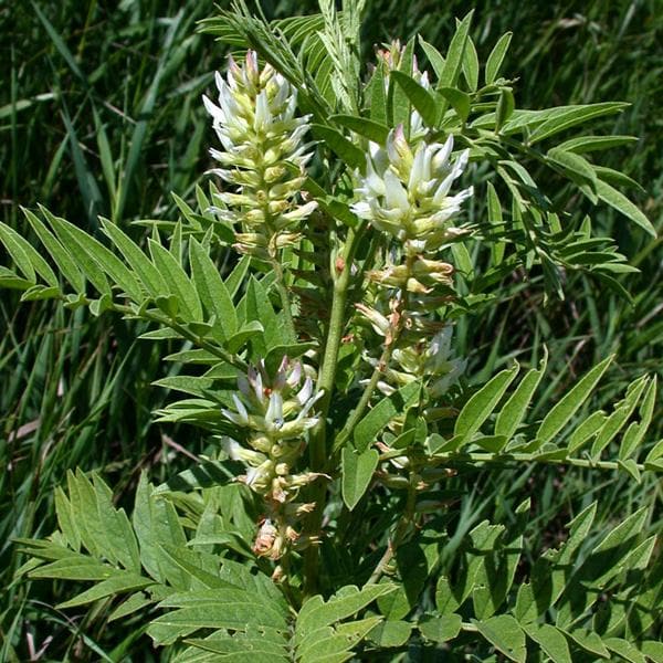 Liquorice - Plant