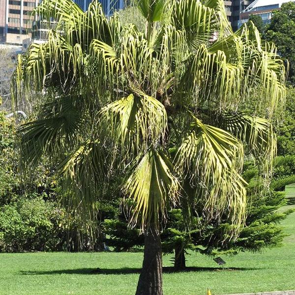 Livistona Chinensis, Fountain Palm - 0.5 kg Seeds - Image 3