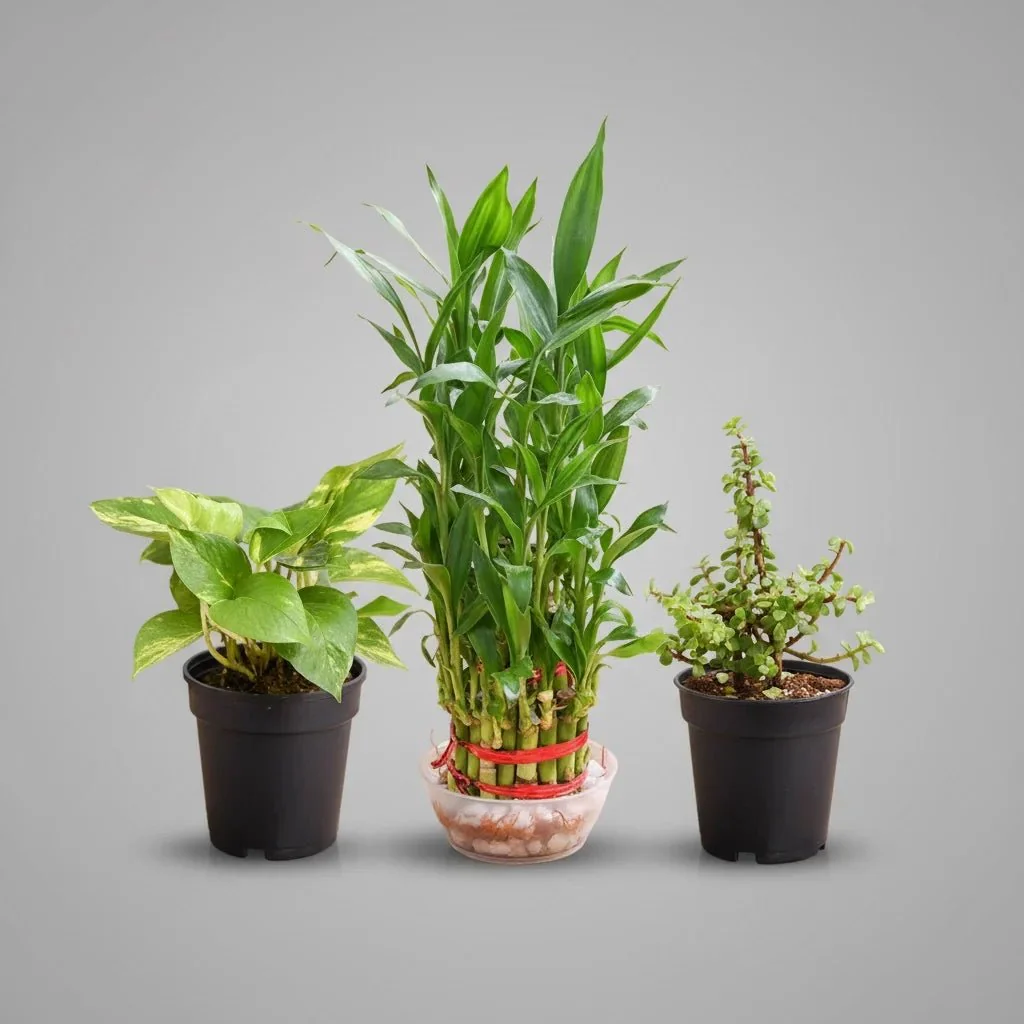 Lohri Special Plants for Good Luck