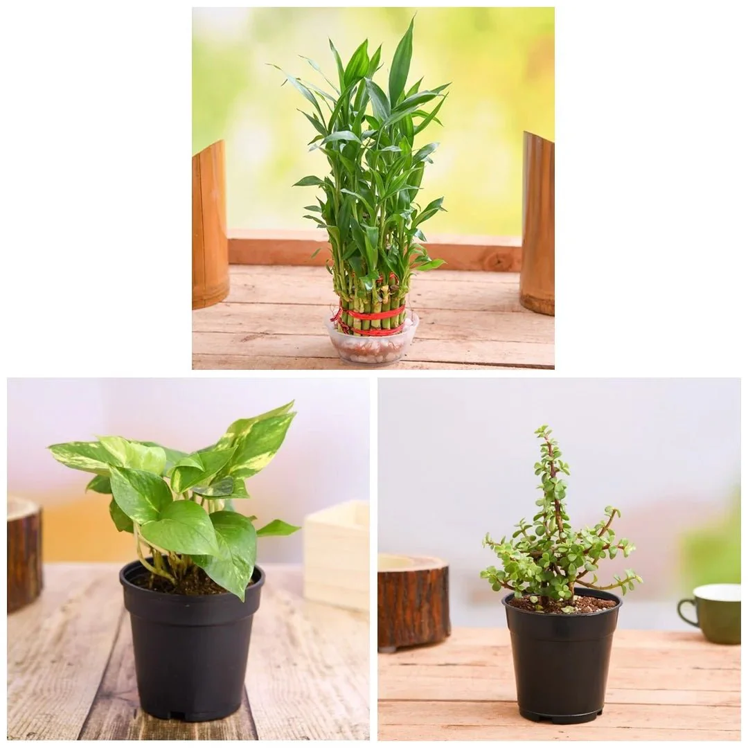 Lohri Special Plants for Good Luck - Image 2