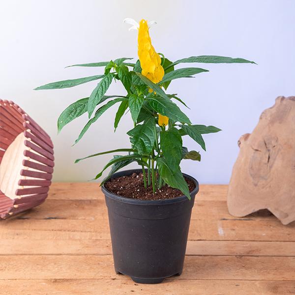 Lollipop Plant, Golden Shrimp - Plant