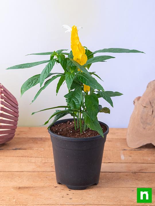 Lollipop Plant, Golden Shrimp - Plant - Image 2