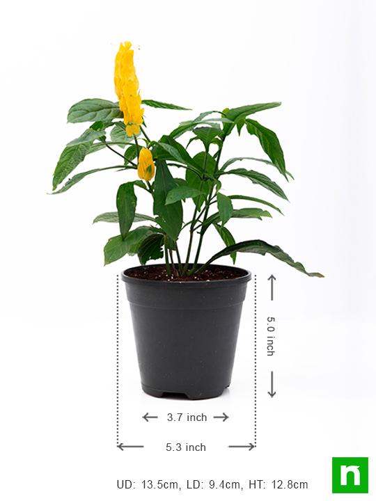 Lollipop Plant, Golden Shrimp - Plant - Image 3