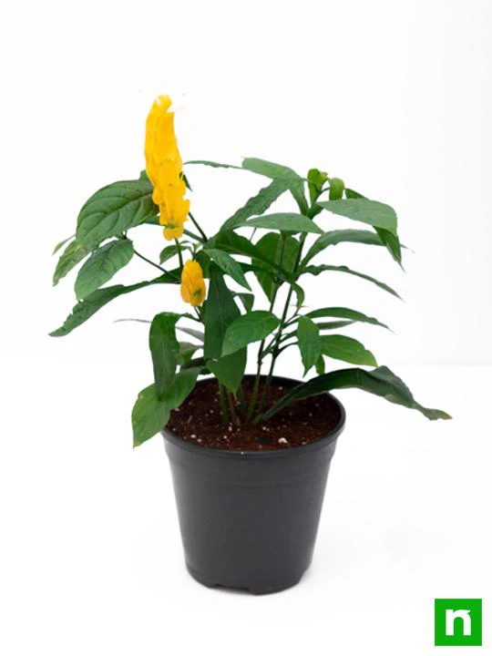 Lollipop Plant, Golden Shrimp - Plant - Image 4