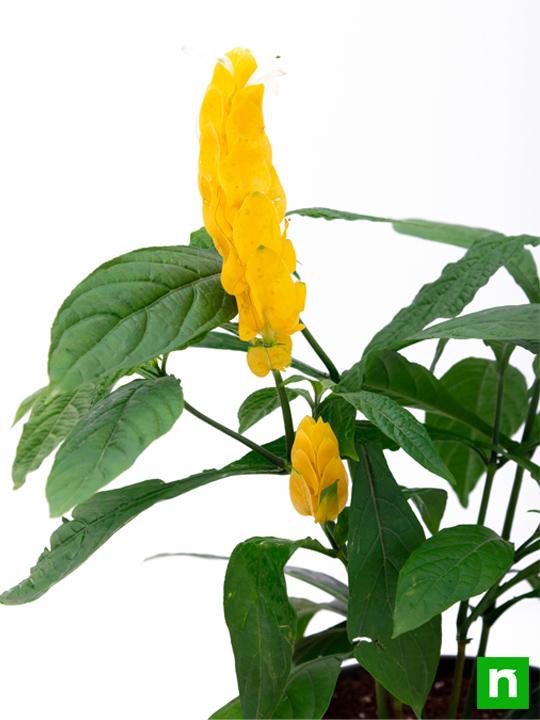 Lollipop Plant, Golden Shrimp - Plant - Image 5